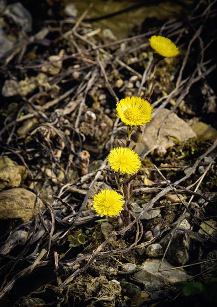 Four yellow flowers coltsfoot — Stock Photo, Image