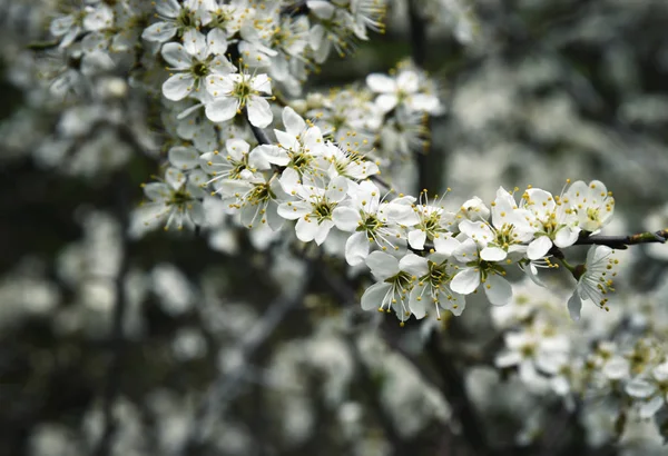 Flores brancas de espinhos negros — Fotografia de Stock