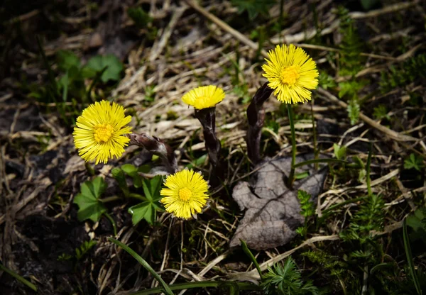 Four yellow coltsfoot flowers — Stock Photo, Image