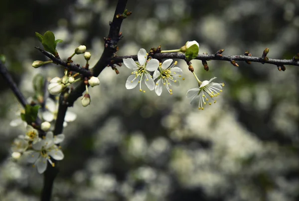 Branche rétro avec fleurs blanches — Photo