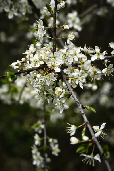 Flores brancas em blackthorn — Fotografia de Stock