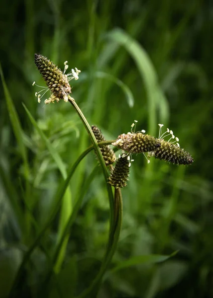 Heads of plantain — Stock Photo, Image