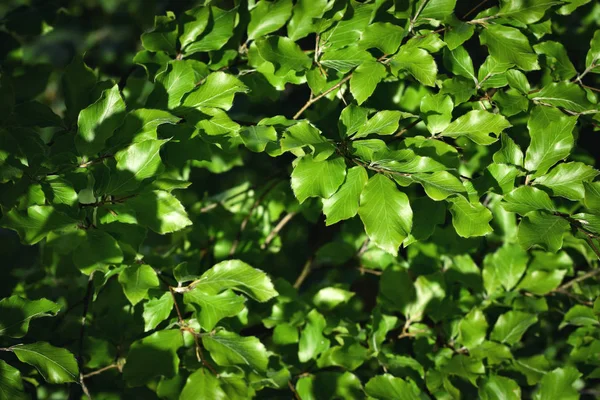 Primavera novas folhas de faia — Fotografia de Stock