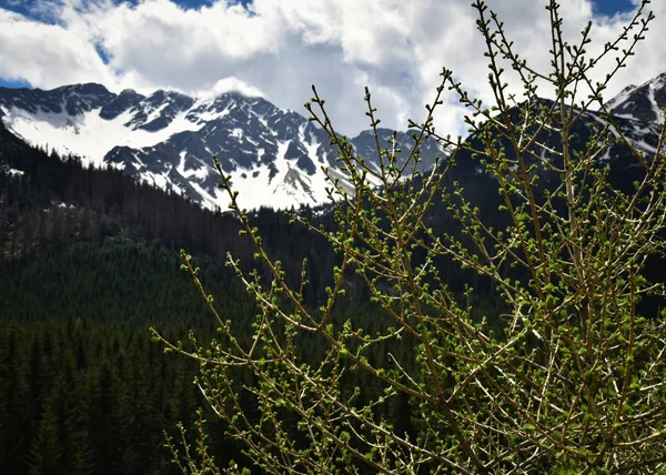 The arrival of the spring in the high mountains — Stock Photo, Image