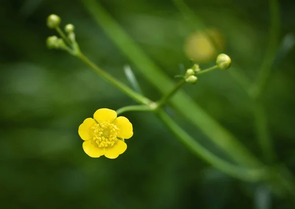 Fiore giallo ranuncolo — Foto Stock