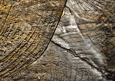 Eski soyut ahşap doku kesmek