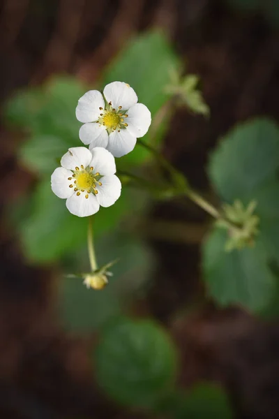 Flowers of strawberries — Stock Photo, Image