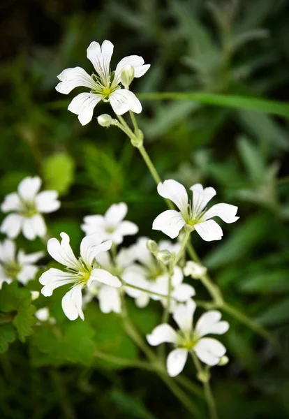 Vita blommor på en grön bakgrund — Stockfoto