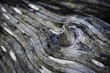 Bir dal ile eski bir ağaç gövdesi ayrıntı