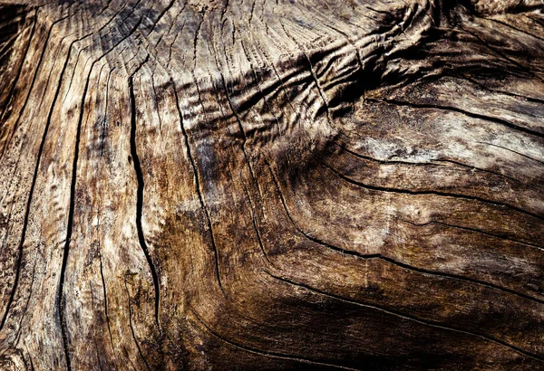 Abstrakta detalj av en gammal stubbe — Stockfoto