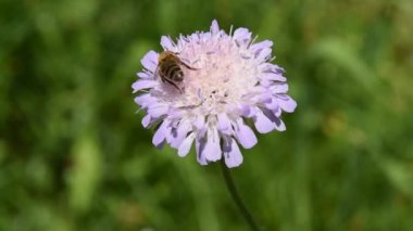 Arı çiçek pollinates