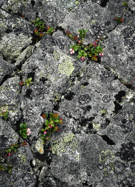 Cranberry overgrown into granite rock — Stock Photo, Image