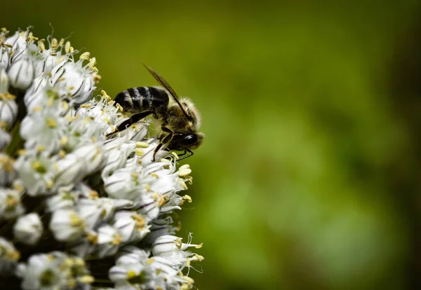 Öğle Yemeği arıya — Stok fotoğraf