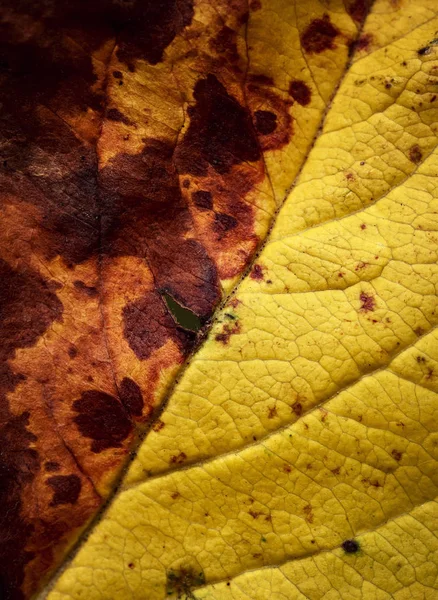 Detalle de una hoja de árbol muerta —  Fotos de Stock