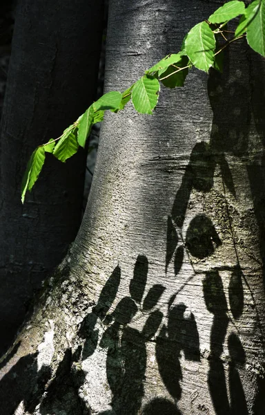 Sombra de folhas de faia no tronco — Fotografia de Stock