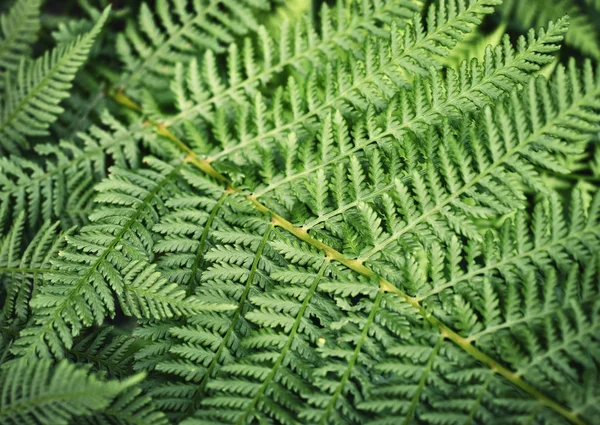 Detail op groene fern — Stockfoto