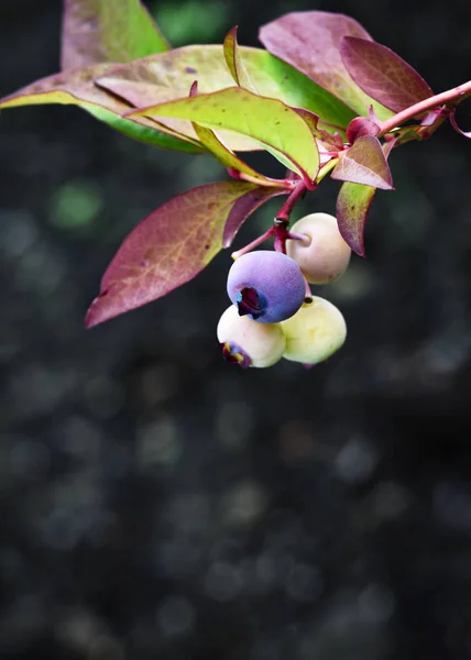 Detail on ripening blueberry — Stock Photo, Image