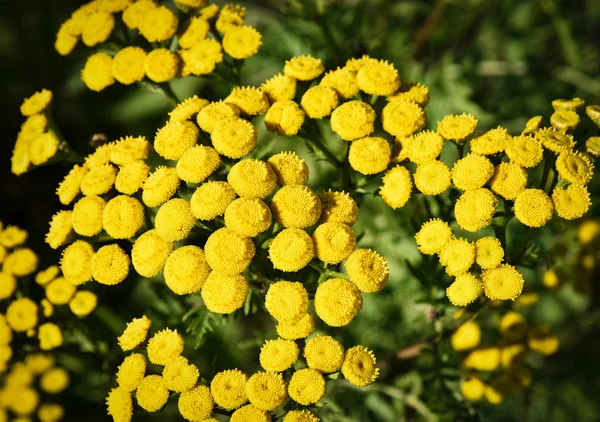 Detail der Blüten tanacetum vulgare — Stockfoto