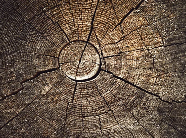 sun pattern on old stump