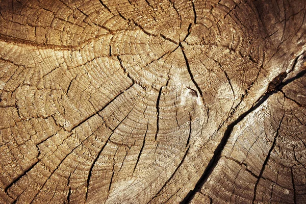 Detail felled the wooden stump — Stock Photo, Image