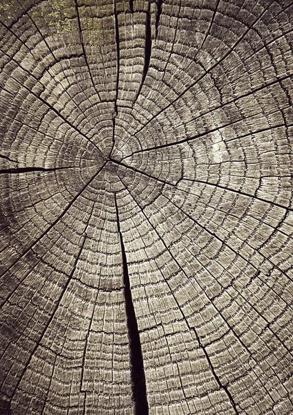 Лучи на деревянном пне Стоковое Изображение