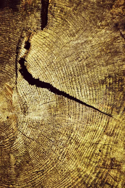 Detail of cut spruce — Stock Photo, Image