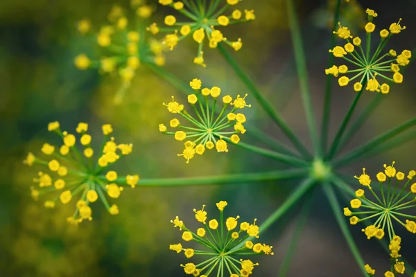 Grupp av gula blommor dill — Stockfoto