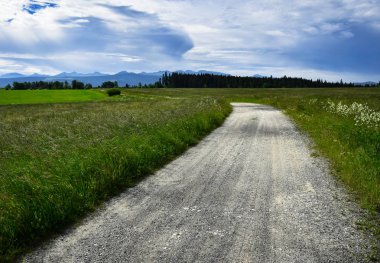 Yakındaki bir orman için bir alan yoldan