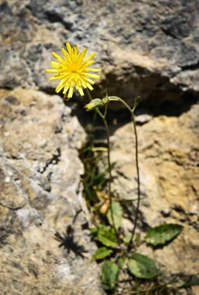 Flor amarela na rocha — Fotografia de Stock