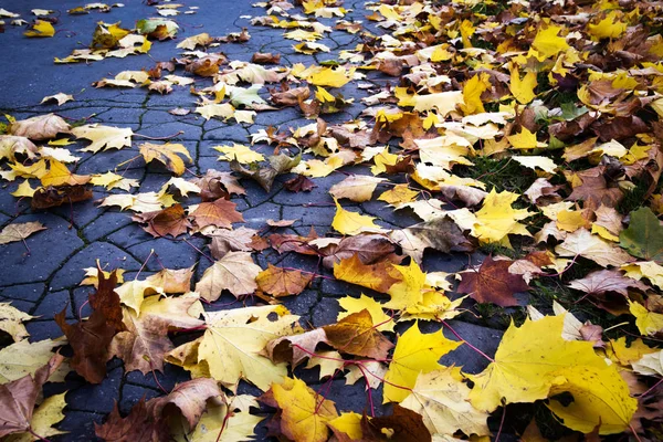 El otoño sale en un parque —  Fotos de Stock