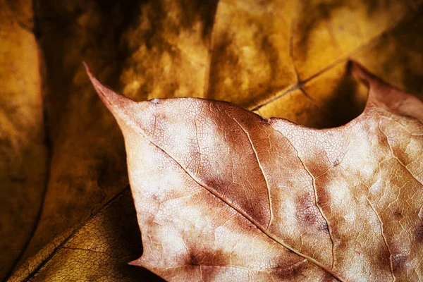 Detail of golden autumn leaves — Stock Photo, Image