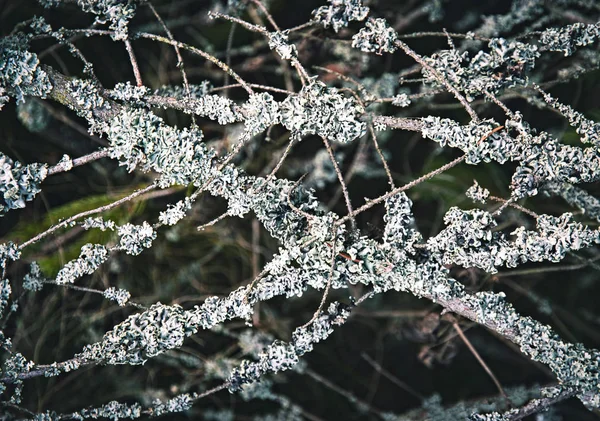 Twigs covered with gray moss — Stock Photo, Image