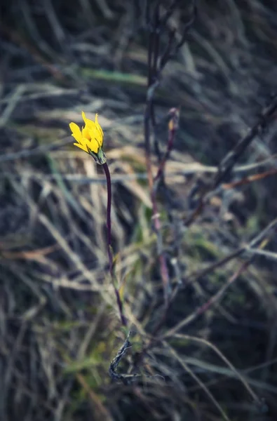 Yellow flower in dry autumn grass — Stock Photo, Image