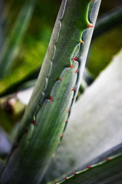 aloe vera ayrıntı dikenli yeşil yaprakları