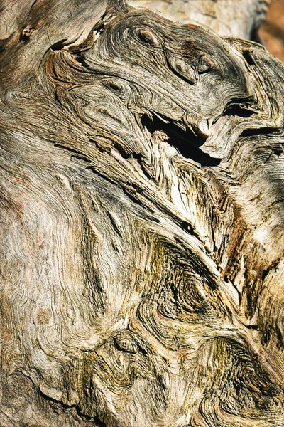 Detalhes de madeira seca intemperizada — Fotografia de Stock