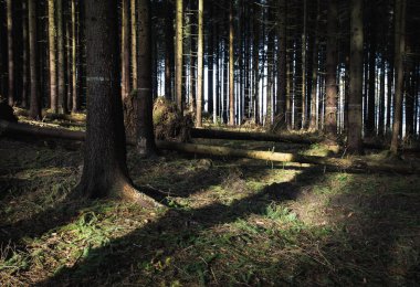 sonra güçlü bir Rüzgar yok edilen orman