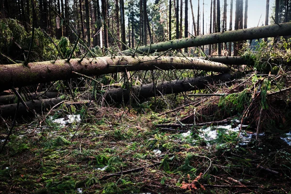Forest after wind calamity — Stock Photo, Image