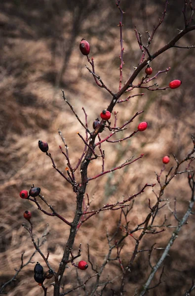 暗い秋の小枝のローズヒップ — ストック写真