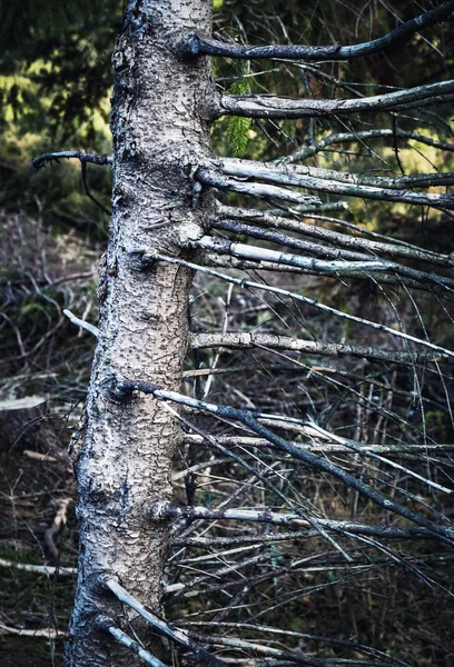 Weathered old tree — Stock Photo, Image