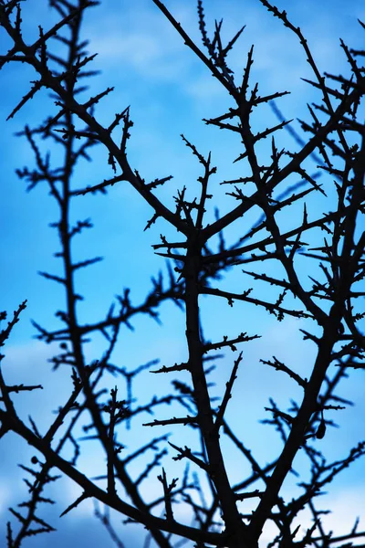 Blackthorn twig against the light — Stock Photo, Image