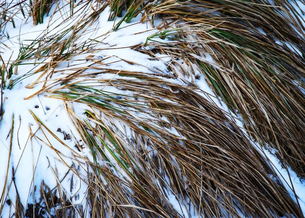 Snowy clump of dry grass — Stock Photo, Image