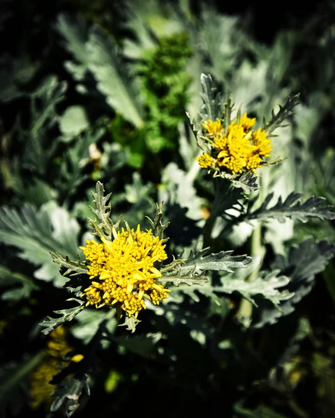 Yellow mountain flowers — Stock Photo, Image