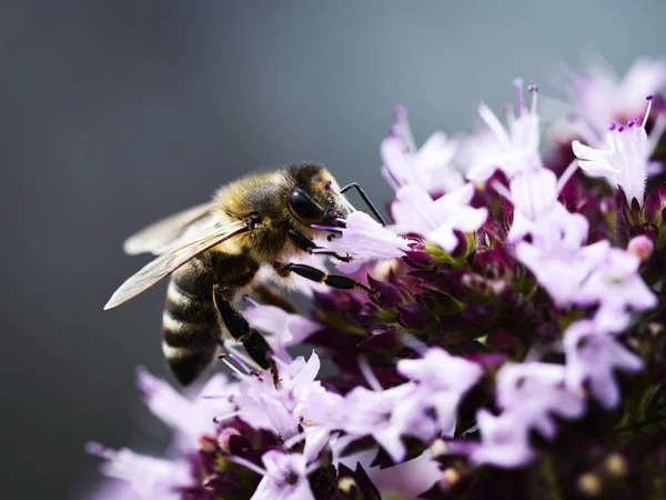 Durstige Biene auf Oreganoblume — Stockfoto