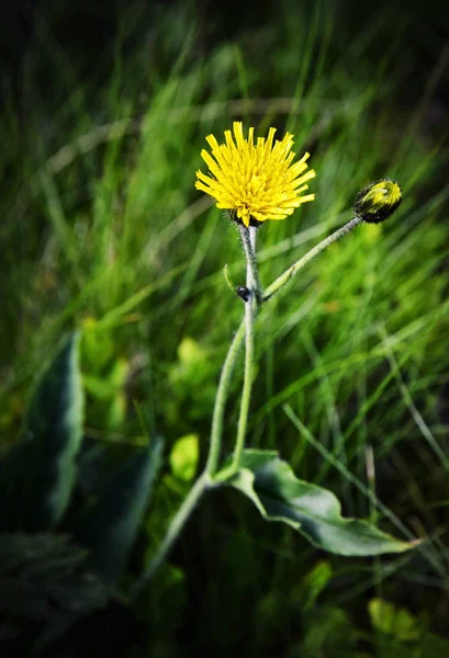 Flor amarela em um prado verde — Fotografia de Stock