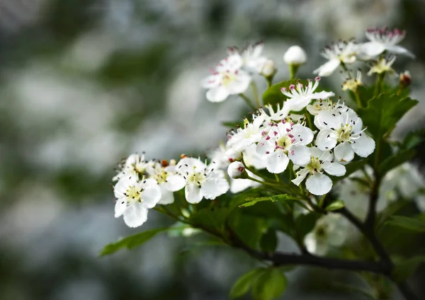 Fleurs blanches d'aubépine — Photo