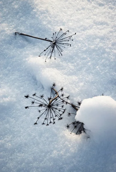 雪の上の乾燥プラント — ストック写真