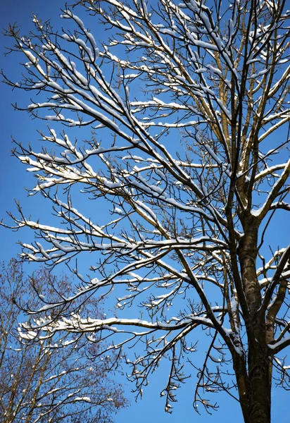 雪に覆われた背の高い木 — ストック写真