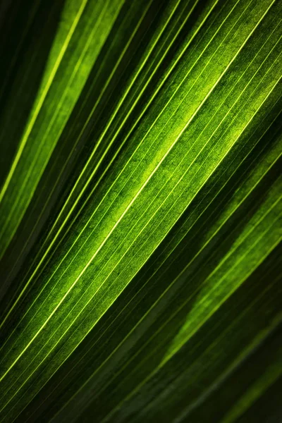 Резюме зеленого листа экзотической пальмы — стоковое фото