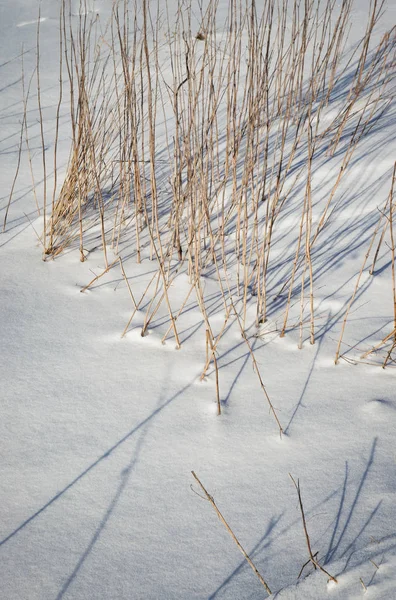 Herbe sèche longue sur la neige — Photo