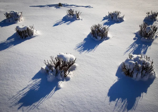 Park struiken bedekt met sneeuw — Stockfoto